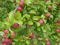 Streuobstwiese Heithöfen Inh. H.Premke in Bad Essen Streuobstwiese Heithöfen Inh. H.Premke in Bad Essen